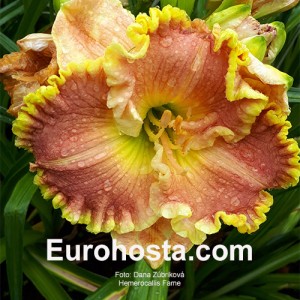 Hemerocallis Fame