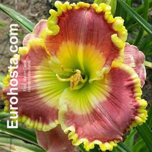 Hemerocallis Fame