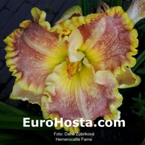 Hemerocallis Fame