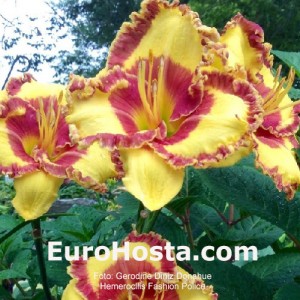 Hemerocallis Fashion Police