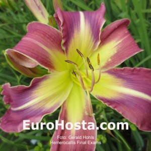 Hemerocallis Final Exams