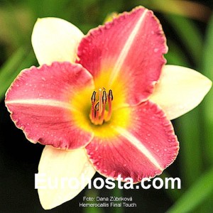 Hemerocallis Final Touch - Eurohosta