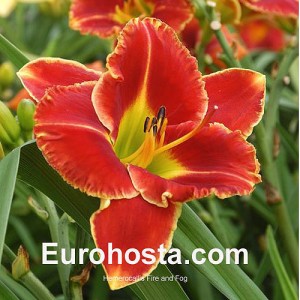 Hemerocallis Fire and Fog - Eurohosta