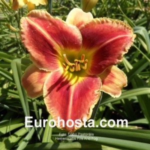 Hemerocallis Fire and Fog - Eurohosta