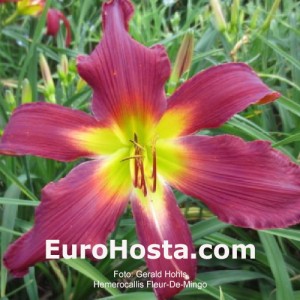 Hemerocallis Fleur-De-Mingo