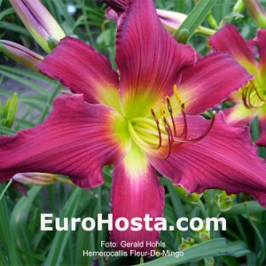 Hemerocallis Fleur-De-Mingo