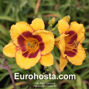 Hemerocallis Fooled Me - Eurohosta