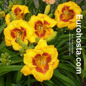 Hemerocallis Fooled Me - Eurohosta