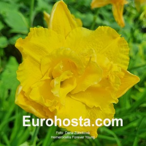 Hemerocallis Forever Young - Eurohosta