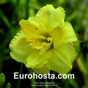 Hemerocallis Forever Young - Eurohosta
