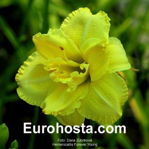 Hemerocallis Forever Young - Eurohosta