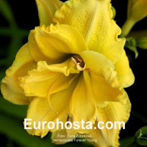 Hemerocallis Forever Young - Eurohosta