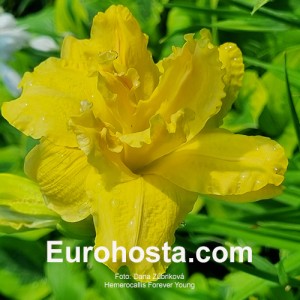 Hemerocallis Forever Young - Eurohosta