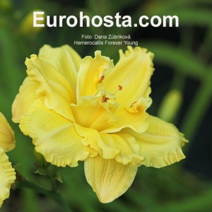 Hemerocallis Forever Young - Eurohosta