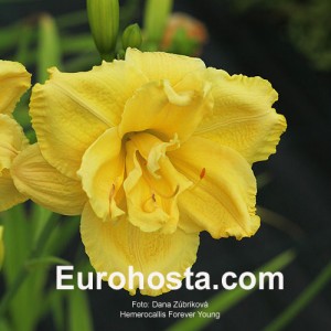 Hemerocallis Forever Young - Eurohosta