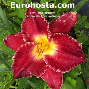 Hemerocallis Fransiss of assisi