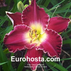 Hemerocallis Fransiss of assisi