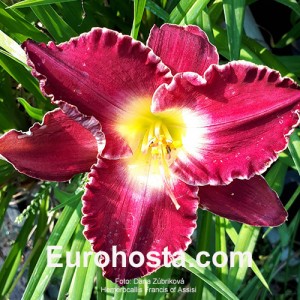 Hemerocallis Fransiss of assisi