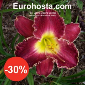 Hemerocallis Fransiss of assisi