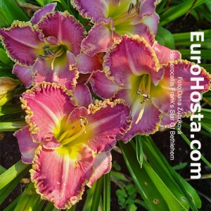 Hemerocallis Frank's Star Of Bethlehem - Eurohosta