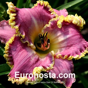 Hemerocallis Frank's Star Of Bethlehem - Eurohosta