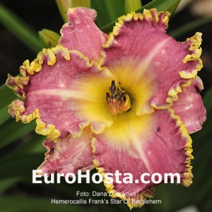 Hemerocallis Frank's Star Of Bethlehem - Eurohosta