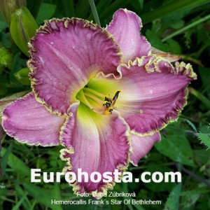 Hemerocallis Frank's Star Of Bethlehem