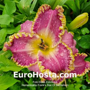 Hemerocallis Frank's Star Of Bethlehem - Eurohosta