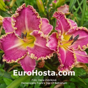 Hemerocallis Frank's Star Of Bethlehem - Eurohosta