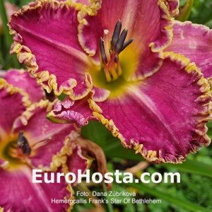 Hemerocallis Frank's Star Of Bethlehem - Eurohosta