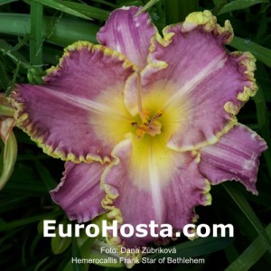 Hemerocallis Frank's Star Of Bethlehem - Eurohosta