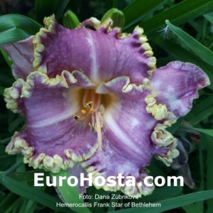 Hemerocallis Frank's Star Of Bethlehem - Eurohosta