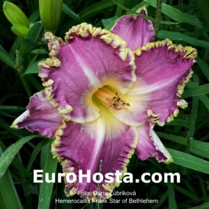 Hemerocallis Frank's Star Of Bethlehem - Eurohosta