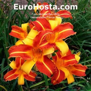 Hemerocallis Frans Hals - Eurohosta