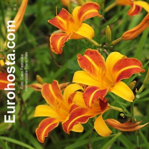 Hemerocallis Frans Hals - Eurohosta