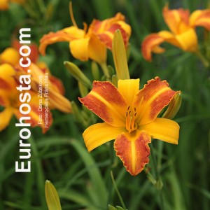 Hemerocallis Frans Hals - Eurohosta