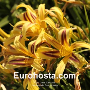 Hemerocallis Free Wheelin - Eurohosta