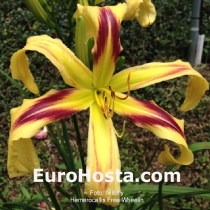 Hemerocallis Free Wheelin - Eurohosta