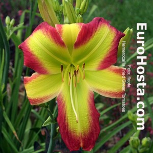 Hosta Fried Green Tomatoes