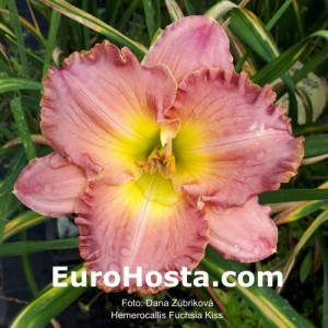 Hemerocallis Fuchsia Kiss