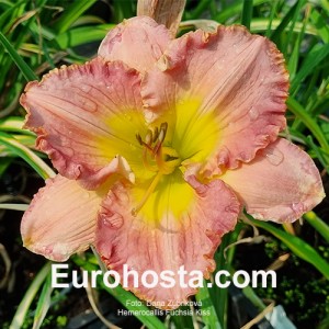 Hemerocallis Fuchsia Kiss