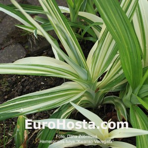 Hemerocallis fulva 'Kwanso Variegata'