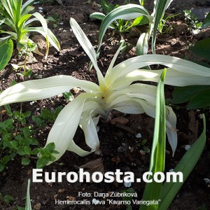 Hemerocallis fulva 'Kwanso Variegata'