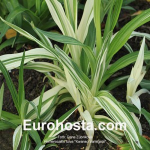 Hemerocallis fulva 'Kwanso Variegata'