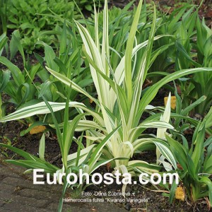 Hemerocallis fulva 'Kwanso Variegata'