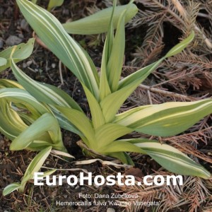 Hemerocallis fulva 'Kwanso Variegata'