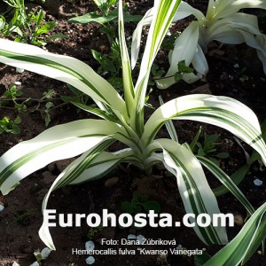 Hemerocallis fulva 'Kwanso Variegata'