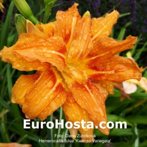 Hemerocallis fulva 'Kwanso Variegata'