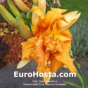 Hemerocallis fulva 'Kwanso Variegata'