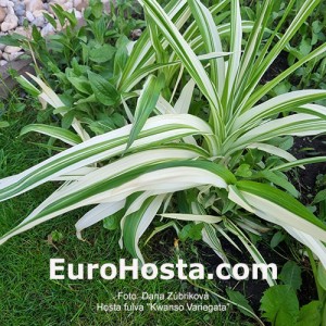 Hemerocallis fulva 'Kwanso Variegata'